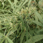 Cannabis Sativa: Cultivo, Uso Medicinal y Aspectos Legales
